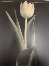 Tulip from the Tom Baril/Selected Images Portfolio 2004