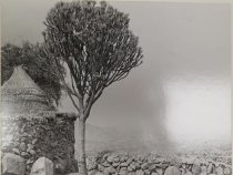 Photographs of Cameroon (one of 80)