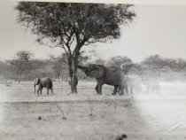 Photographs of Cameroon (one of 80)