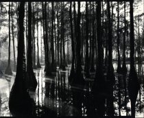 Cypress Swamp, North Carolina