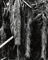 Ferns and Branches, Hawaii