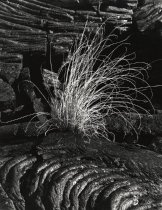 Lava and Plant, Hawaii