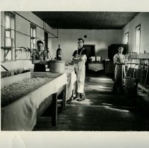 Workers at the Bluevale Cheese Factory