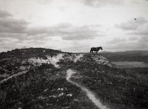 Negative, Glass-plate