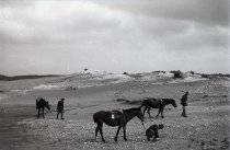 Negative, Glass-plate