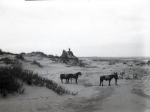 Negative, Glass-plate
