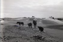 Negative, Glass-plate