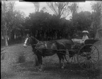 Negative, Glass-plate