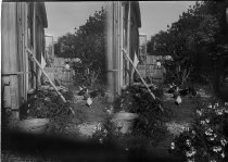 Negative, Glass-plate