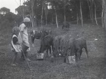 Negative, Glass-plate