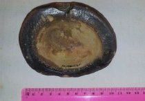 Oval rock sample. Hollow centre