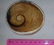 Fossilsed shellfish