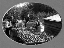Apple picking at David Becroft's orchard