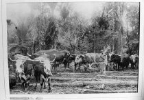 Wally Treadwell and his bullocks