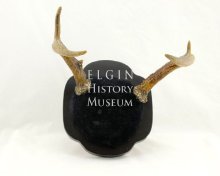 Ladies of  the Elks Antlers