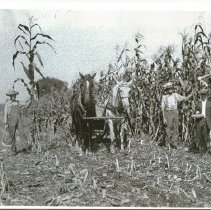 Harvesting Corn, circa 1900