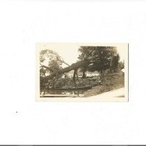 Oak Tree Landing, 1936, after tree fell duing cyclone