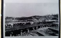 Cattle pulling log train