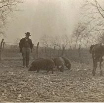Dr. Perry Baldwin on his farm with livestock (ca. 1910-1915)