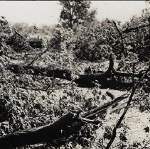 1938 storm damage in Washington