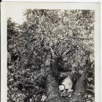 1938 storm damage in Washingtonin