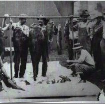 Large catfish caught in 1922 near Washington
