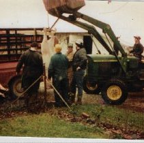 Butchering hogs at Milfred Freyberger's farm