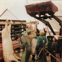 Butchering hogs at Milfred Freyberger's farm