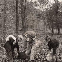 Boys gathering nuts (1932)