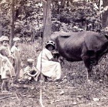 Frank Snider's prize jersey cow being milked (ca. 1910-1915)