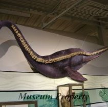 Vertebrae, Plesiosaur