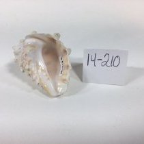 14 - Mollusk Shell Collection (Bivalves and Univalves)