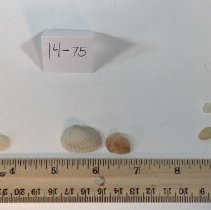 14 - Mollusk Shell Collection (Bivalves and Univalves)