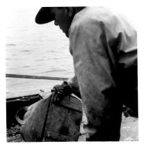 Lobsterman Emptying his Catch, by LaRue Spiker