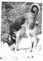 Dog Playing on Beach, by LaRue Spiker