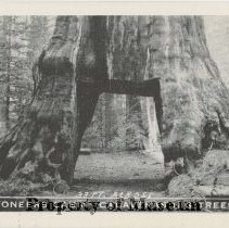 Pioneer Cabin Tree