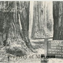 Bull Flat Giant Tree