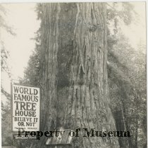 Lilley Redwood Park Tree House