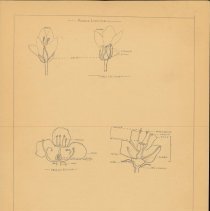 Cy Cress Biology Papers