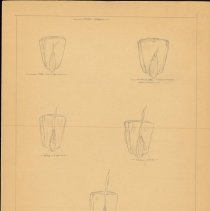 Cy Cress Biology Papers