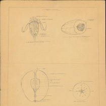 Cy Cress Biology Papers
