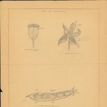 Cy Cress Biology Papers