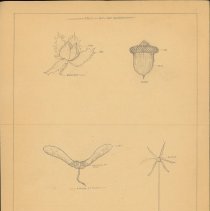 Cy Cress Biology Papers