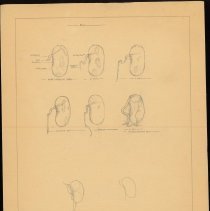 Cy Cress Biology Papers