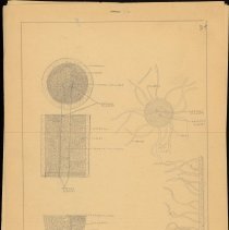 Cy Cress Biology Papers