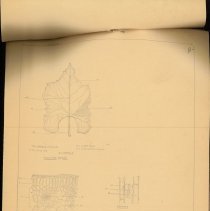 Cy Cress Biology Papers