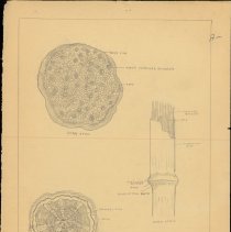 Cy Cress Biology Papers