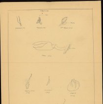 Cy Cress Biology Papers