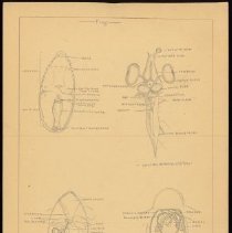 Cy Cress Biology Papers