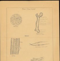 Cy Cress Biology Papers